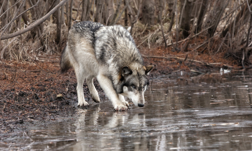 The Life-Saving Camera: Infrared Imaging Finds Sick Wolves, Spices the Summer Hike
