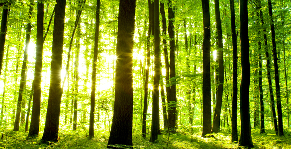 Gemalto Technology Combats Illegal Deforestation