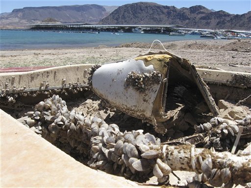 
 FILE - In this July 6, 2009 file photo, invasive quagga mussels cover this formerly sunken boat in Lake Mead National Recreation Area, Nev. Even if dreaded Asian carp elude barriers and make their way into Lake Michigan, their spread may be limited because there won't be much for them to eat. Scientists are reporting that another invasive species, the tiny quagga mussel, is causing profound changes in the lake's food web and has gobbled up much of the plankton that the carp would need to survive. (AP Photo/Felicia Fonseca, File)
 