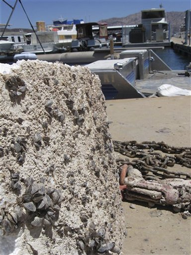 
 FILE -In this July 6, 2009 file photo, invasive quagga mussels attach to anything and everything, like this boat, in Lake Mead National Recreation Area, Nev. Even if dreaded Asian carp elude barriers and make their way into Lake Michigan, their spread may be limited because there won't be much for them to eat. Scientists are reporting that another invasive species, the tiny quagga mussel, is causing profound changes in the lake's food web and has gobbled up much of the plankton that the carp would need to survive. (AP Photo/Felicia Fonseca, File)
 
