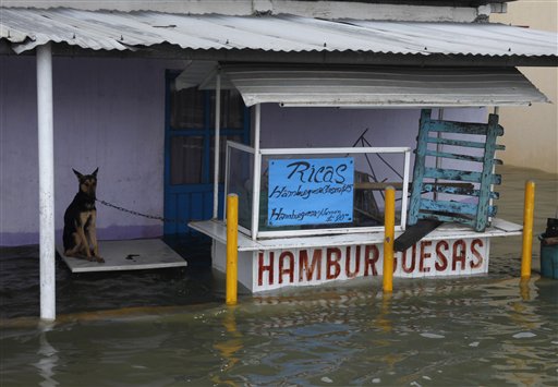 
 A dog chained to a hamburger stand sits on a table in a flooded street in Villahermosa in the state of Tabasco, Mexico, Wednesday Sept. 29, 2010. The area has been battered by the remnants of a hurricane and a tropical storm that followed. (AP Photo/America Rocio)
 