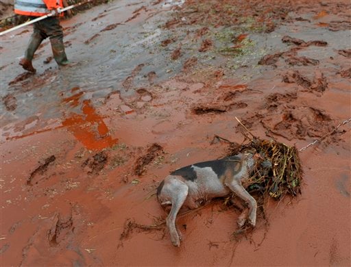 
 A villager passes by a dead dog killed in a flood of toxic mud in Kolontar, Hungary, Wednesday, Oct. 6, 2010. Emergency workers and construction crews on Wednesday swept through the Hungarian towns hardest hit by a flood of toxic sludge, trying to clear roads and homes of acres (hectares) of deep red mud and caustic water. Hundreds of people were evacuated after the disaster Monday, when a gigantic sludge reservoir burst its banks at metals plant in Ajka, a town 100 miles (160 kilometers) southwest of Budapest, the capital. The torrent inundated homes, swept cars off roads and damaged bridges, disgorging an estimated 1 million cubic meters (35.3 million cubic feet) of toxic waste onto several nearby towns. (AP Photo/Bela Szandelszky)
 