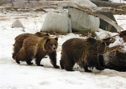 
 Members of the public get an early look at one of three new grizzly bears at ZooMontana in Billings, Mont. on Friday, Dec. 17,2010. The bears were captured from the wild after their mother led them on a summer rampage through a Montana campground that left one person dead and two injured. (AP Photo/Matthew Brown)
 