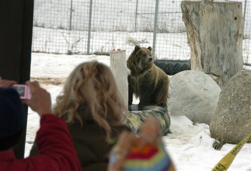 
 A young grizzly bear rubs against a rock at ZooMontana in Billings, Mont. on Friday Dec. 17, 2010. The bears were given to the zoo after their mother led the animals on a summer rampage through a Montana campground that killed one person and injured two more. (AP Photo/Matthew Brown)
 