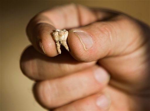 
 Professor Avi Gopher from the Institute of Archeology of Tel Aviv University holds an ancient tooth that was found at an archeological site near Rosh Haain, central Israel, Monday, Dec. 27, 2010. Israeli archaeologists say they may have found the earliest evidence yet for the existence of modern man. A Tel Aviv University team excavating a cave in central Israel said Monday they found teeth about 400,000 years old. The earliest Homo sapiens remains found until now are half as old. Archaeologist Avi Gopher says further research is needed to solidify the claim. If it does, he says, 'this changes the whole picture of evolution.'(AP Photo/Oded Balilty)
 