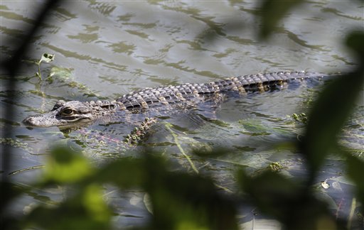 
 A 3 1/2-4 foot American Alligator rests along the North branch of the Chicago River, Monday, Aug. 23, 2010, in Chicago. The alligator is the second to be sighted in the area this month. On Aug. 6, 2010 a 2 1/2 foot alligator was captured nearby. (AP Photo/M. Spencer Green)
 