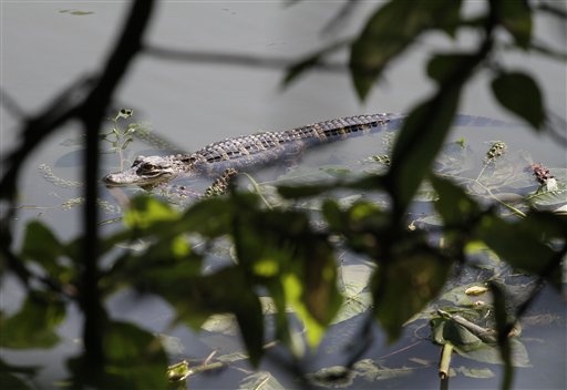 
 A 3 1/2-4 foot American Alligator rests along the North branch of the Chicago River, Monday, Aug. 23, 2010, in Chicago. The alligator is the second to be sighted in the area this month. On Aug. 6, 2010 a 2 1/2 foot alligator was captured nearby. (AP Photo/M. Spencer Green)
 