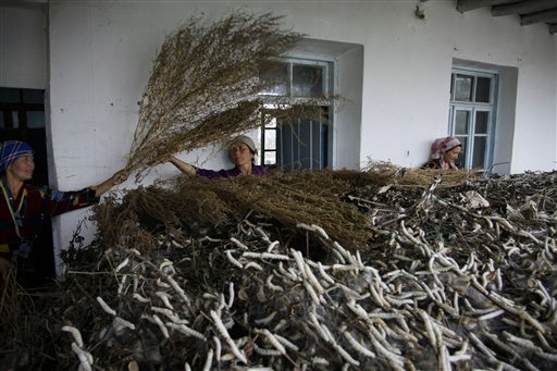 
 In this May 18, 2010 photo, women place dry twigs on top of a pile of mulberry leaves being eaten by silkworms in Kokand, Uzbekistan. The silkworm business dates back centuries to the Silk Road that ran through this Central Asian country. But its modern-day incarnation as a state monopoly has a dark side. Farmers say they are threatened with fines or loss of their land leases for missing quotas, and that these are so high that they have no choice but to draft their children into the work. (AP Photo)
 
