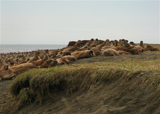 
 This Sept. 7, 2010 picture provided by the U.S. Geological Survey shows walruses on the barrier island beaches near Point Lay, Alaska. Tens of thousands of walruses have come ashore in northwest Alaska because the sea ice they normally rest on has melted. Federal scientists say this massive move to shore by walruses is unusual in the United States. (AP Photo/U.S. Geological Survey)
 
