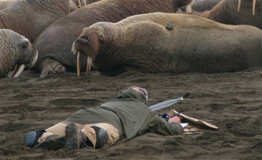 
 In this Sept. 7, 2010 picture provided by the U.S. Geological Survey, USGS Wildlife Biologist Tony Fischbach lies on the beach observing a tagged walrus near Point Lay, Alaska. Tens of thousands of walruses have come ashore in northwest Alaska because the sea ice they normally rest on has melted. Federal scientists say this massive move to shore by walruses is unusual in the United States. (AP Photo/U.S. Geological Survey)
 