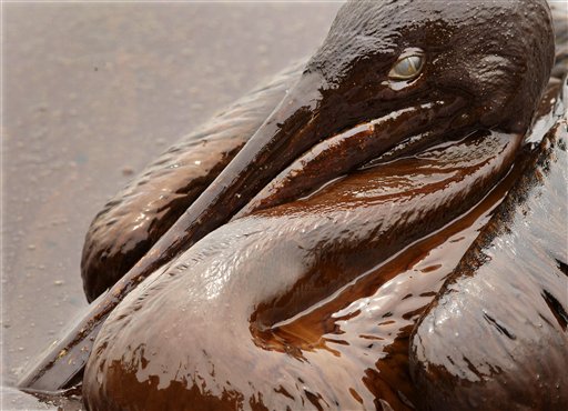 
 FILE - In this June 3, 2010 file photo, a brown pelican is mired in heavy oil on the beach at East Grand Terre Island along the Louisiana coast. Retired Coast Guard Adm. Thad Allen, the federal government's point man on the disaster, said Sunday, Sept. 19, 2010, BP's well 'is effectively dead.' A permanent cement plug sealed BP's well nearly 2.5 miles below the sea floor in the Gulf of Mexico, five agonizing months after an explosion sank a drilling rig and led to the worst offshore oil spill in U.S. history. (AP Photo/Charlie Riedel, File)
 