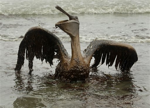 
 FILE - In this file photo made June 3, 2010, a brown pelican covered in oil sits on the beach at East Grand Terre Island along the Louisiana coast in the wake of the BP Deepwater Horizon rig explosion. Retired Coast Guard Adm. Thad Allen, the federal government's point man on the disaster, said Sunday, Sept. 19, 2010, BP's well 'is effectively dead.' A permanent cement plug sealed BP's well nearly 2.5 miles below the sea floor in the Gulf of Mexico, five agonizing months after an explosion sank a drilling rig and led to the worst offshore oil spill in U.S. history. (AP Photo/Charlie Riedel, File)
 