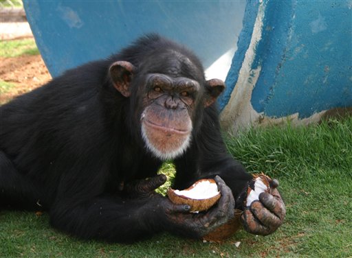 
 A chimpanzee eats a coconut at the Alamogordo Primate Facility at Holloman Air Force Base, N.M., in this undated handout photo provided by the National Institutes of Health. The agency's decision to move 186 chimpanzees to Texas is pitting government officials and scientists against a coalition of New Mexico elected officials and animal rights advocates. (AP Photo/Alamogordo Primate Facility) NO SALES
 