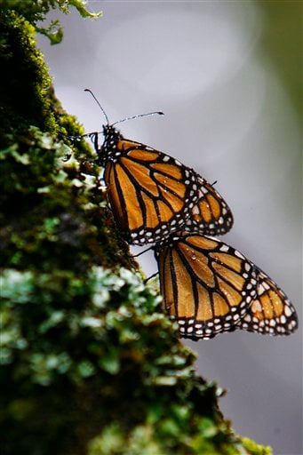 
 FILE - In this Nov. 25, 2007 file photo a couple of monarch butterflies perch on a tree at the Monarch Butterfly Biosphere Reserve in the central Mexican town of Cerro Prieto. On Monday Feb. 14, 2011, the conservation group World Wildlife Federation Mexico released a report stating that there is a partial recovery in the annual winter migration of Monarch butterflies to Mexico following a devastating 75 percent drop last year. (AP Photo/Miguel Tovar, file)
 