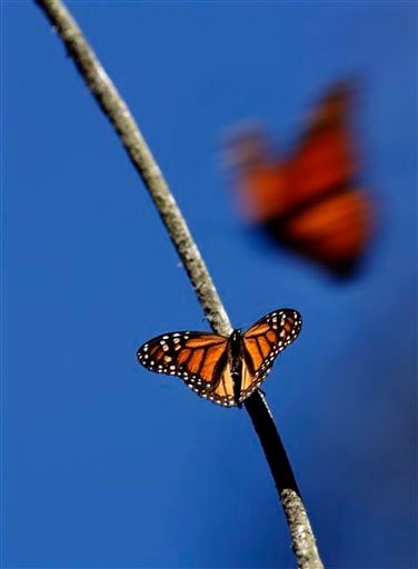 
 FILE - In this Feb. 26, 2009 file photo a Monarch butterfly perches on a tree branch as another takes flight at the Monarch Butterfly Biosphere Reserve, near the town of Chincua, Mexico. On Monday Feb. 14, 2011, the conservation group World Wildlife Federation Mexico released a report stating that there is a partial recovery in the annual winter migration of Monarch butterflies to Mexico following a devastating 75 percent drop last year. (AP Photo / Marco Ugarte, file)
 
