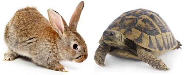 Sip S Tortoise And The Hare Story
